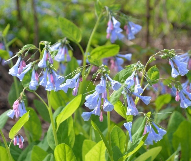 Wildflower Walks with Christine Bock: Virginia Bluebells and other Spring Ephemerals
