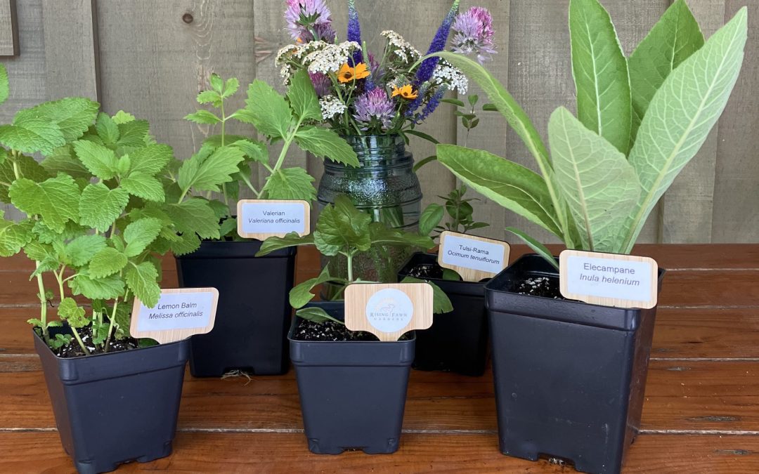 SOLD OUT – Medicinal Plant Sale – Preorder Only